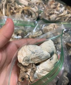 Avery’s Albino Magic Mushrooms - Rare Albino Psilocybe Cubensis