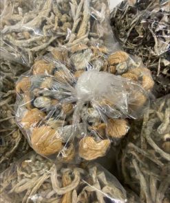 Albino Treasure Coast Magic Mushrooms - Psilocybe Cubensis