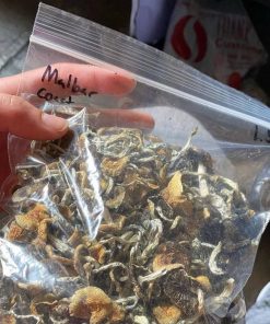 Malabar Coast Magic Mushrooms - Potent Psilocybe Cubensis