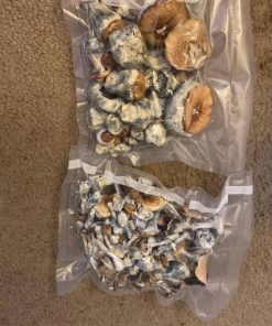 Treasure Coast Magic Mushrooms – Potent Cubensis Strain