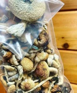 Transkei Magic Mushrooms Potent Psilocybin Shrooms