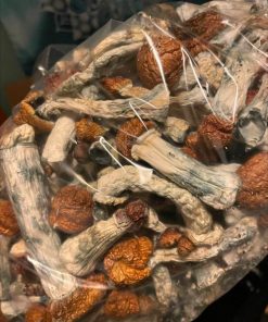 Amazonian Magic Mushrooms – Potent Psilocybe Cubensis Strain