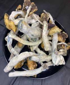 Escondido Magic Mushrooms – Rare Psilocybe Cubensis Strain
