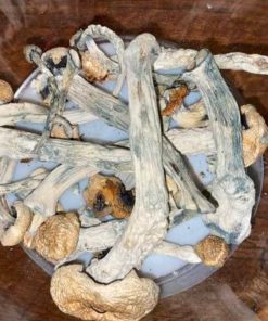 Syzygy Magic Mushrooms – Premium Psilocybe Cubensis Strain