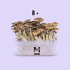 Mondo B+ Magic Mushroom Grow Kit is a trusted tool for both beginners and advanced cultivators