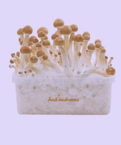 Buy psilocybin Mushroom Grow Kit – 5 Package Deal | Psilocybin Cultivation