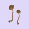 Malabar Magic Mushrooms - Potent Psilocybe Cubensis from India