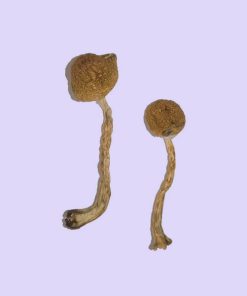 Malabar Magic Mushrooms - Potent Psilocybe Cubensis from India