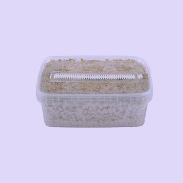 Magic Mushroom Grow Kits - 3pack Psilocybin Mushroom Grow Kit