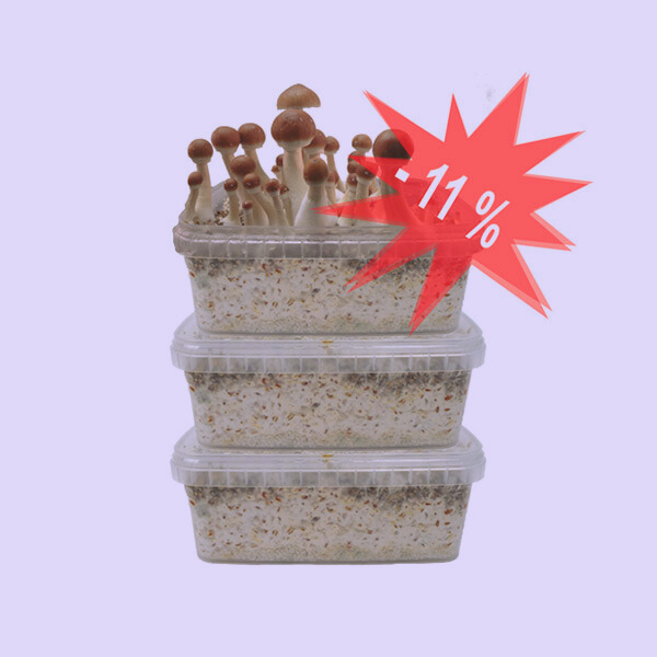 Magic Mushroom Grow Kits - 3pack Psilocybin Mushroom Grow Kit - Image 2