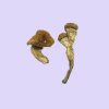 Premium Amazonian Magic Mushrooms, a revered Psilocybe cubensis Strain