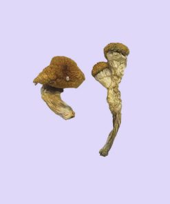 Premium Amazonian Magic Mushrooms, a revered Psilocybe cubensis Strain