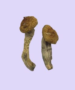 Premium Amazonian Magic Mushrooms, a revered Psilocybe cubensis Strain