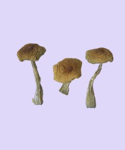 Psilocybe Aztecorum Magic Mushrooms