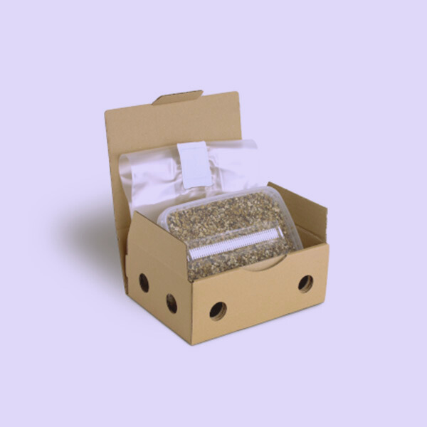 Buy Sterile Magic Mushroom Substrate for P. cubensis – Large