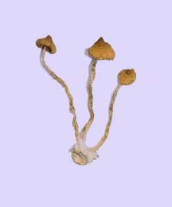 Syzygy Magic Mushrooms are a special psilocybe cubensis strain