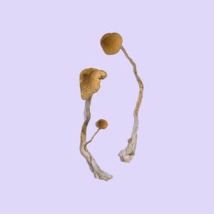 Syzygy Magic Mushrooms are a special psilocybe cubensis strain