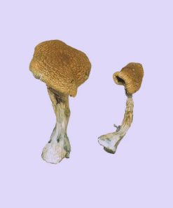 Buy Texas Yellow Cap Magic Mushrooms – Bold, Bright, and Blissfully Euphoric