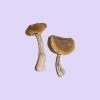 Wavy Caps Magic Mushrooms (Psilocybe cyanescens)