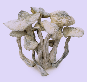 Buy Treasure Coast Magic Mushrooms – Coastal Clarity and Crystal Visuals