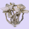Buy Treasure Coast Magic Mushrooms – Coastal Clarity and Crystal Visuals Premium dried shrooms