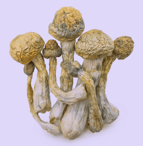 Buy Treasure Coast Magic Mushrooms – Coastal Clarity and Crystal Visuals
