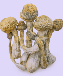 Buy Treasure Coast Magic Mushrooms – Coastal Clarity and Crystal Visuals