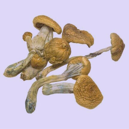 Golden Mammoth Magic Mushrooms